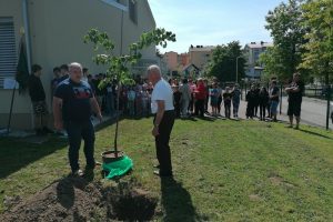 Sajenje lipe - ČD Postojna - OS Anton Globočnik (1)